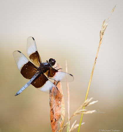 Widow Skimmer