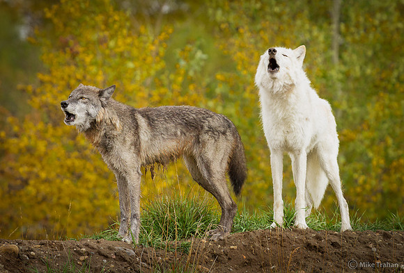 Howling Wolves