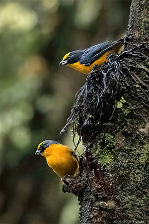 Thick-billed Euphonia