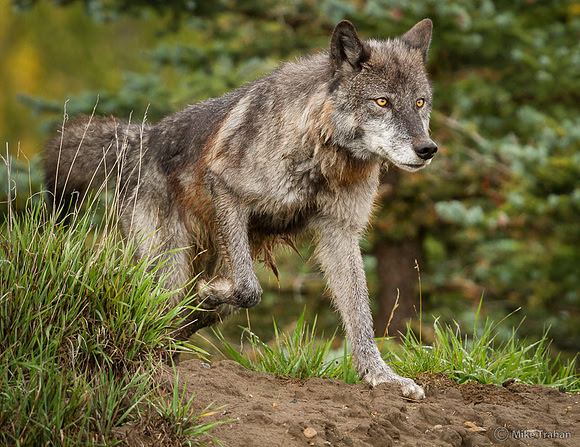 Wolf on the Prowl