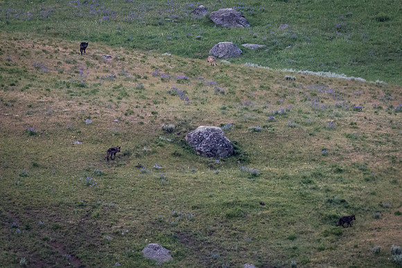 A Wolf Pack in the Lamar Valley, Yellowstone