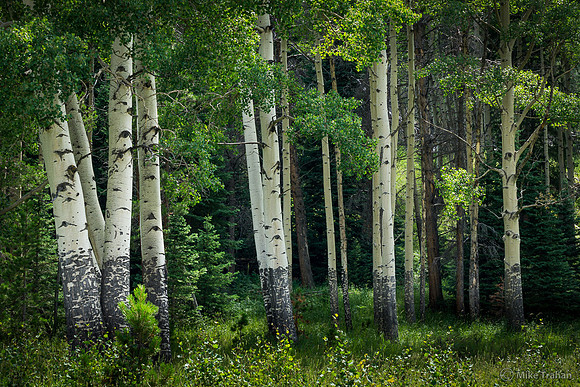 Aspen