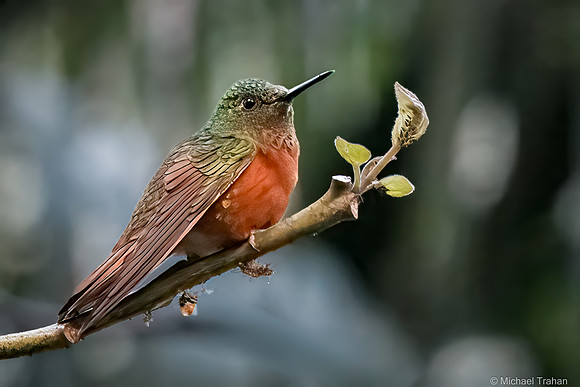 Chestnut-breasted Coronet