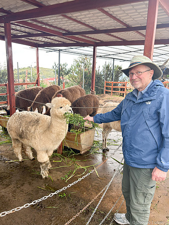 Alpacas