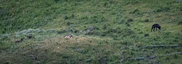A Wolf Pack in the Lamar Valley, Yellowstone