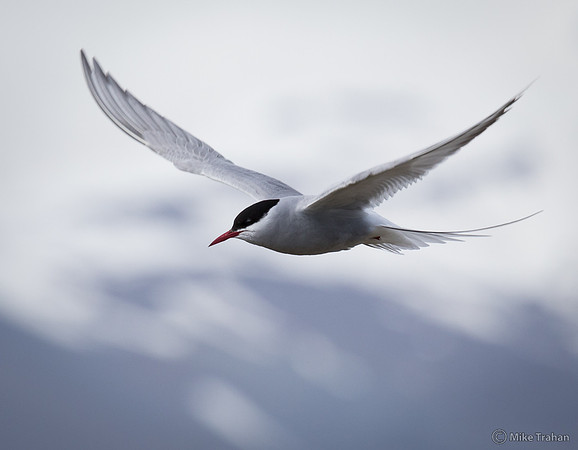Arctic Tern