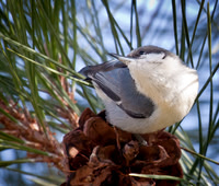 Pygmy Nuthatch #1