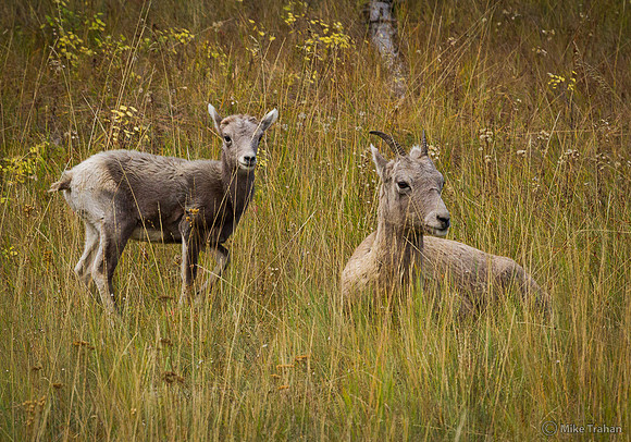 Female and Young Bighorn Sheep