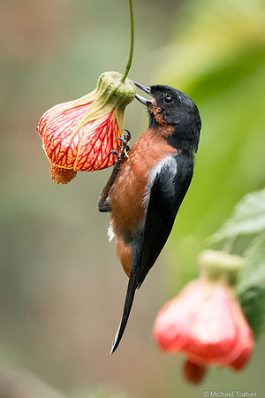 Black-throated Flowerpiercer