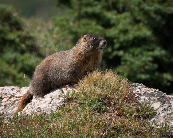 Yellow-bellied Marmot
