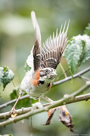 Rufous-collared Sparrow