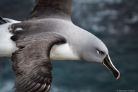 Grey-headed Albatross