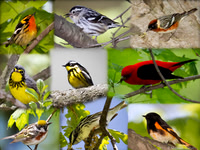 Warbler Collage
