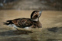 Female Long-tailed Duck