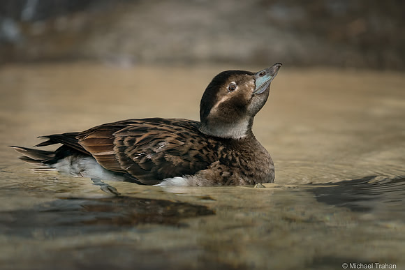 Female Long-tailed Duck