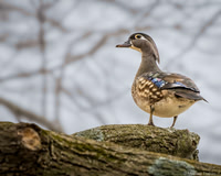 Female Wood Duck in the woods