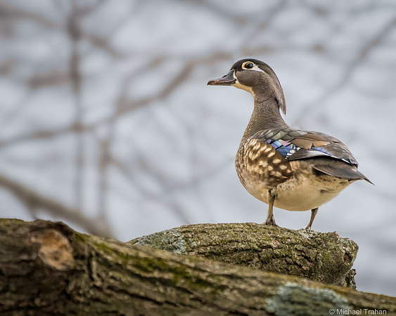 Female Wood Duck in the woods