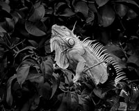 Iguana