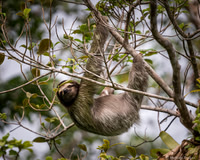 Three-toed Sloth
