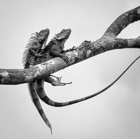 Iguana sex in the trees