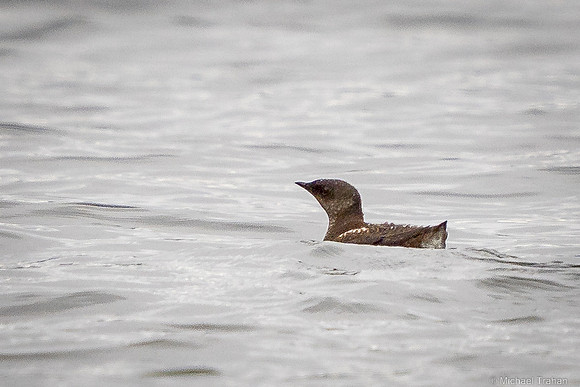 Marbled Murralet