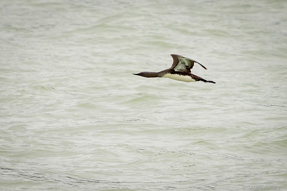 Pacific Loon Flying