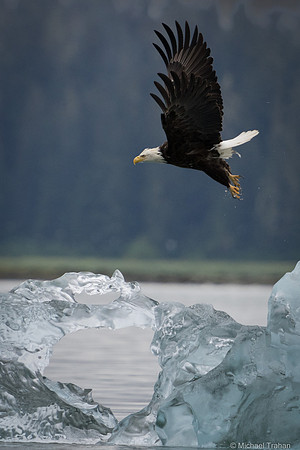 Looking at icebergs, bergy bits, growlers and brash