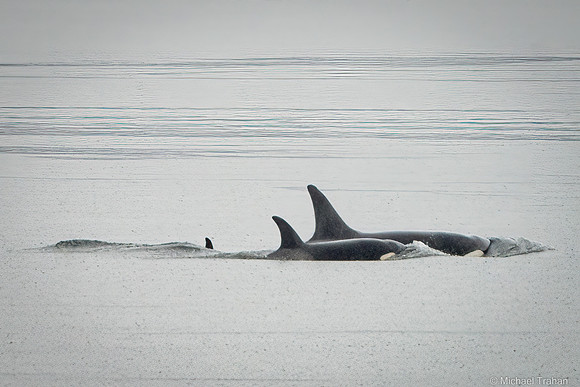 Orca Family in the Rain
