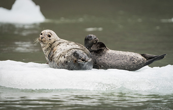 Harbor Seal