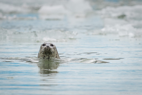 Harbor Seal
