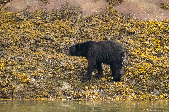 Black Bear