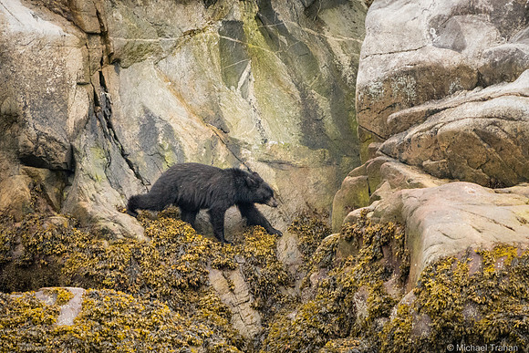 Black Bear