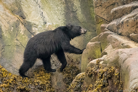 Black Bear