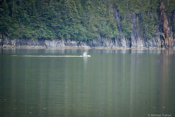 Orca Whale