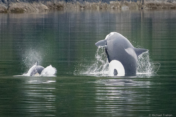 Orca Whale