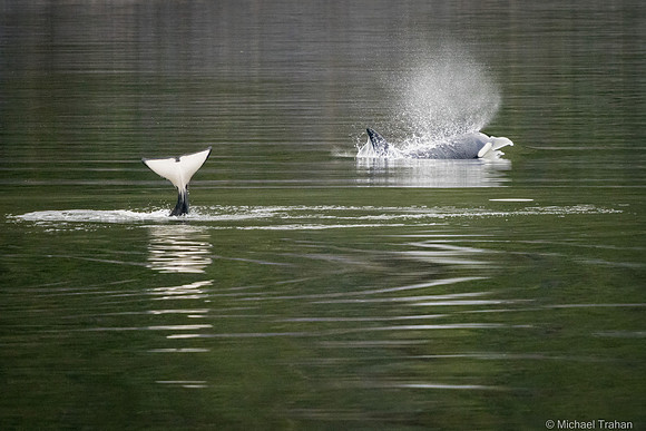 Orca Whale