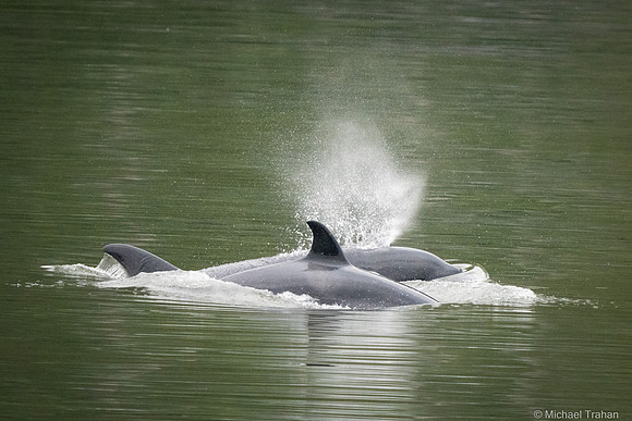 Orca Whale