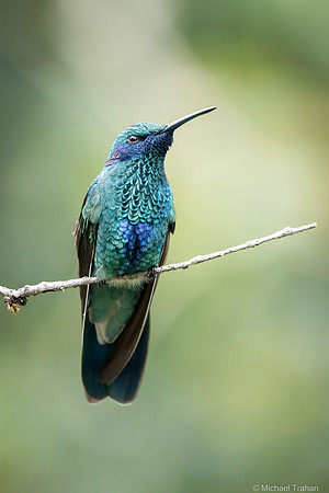 Sparkling Violetear