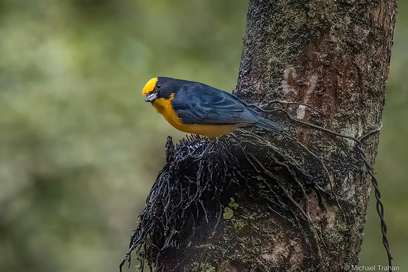 Thick-billed Euphonia