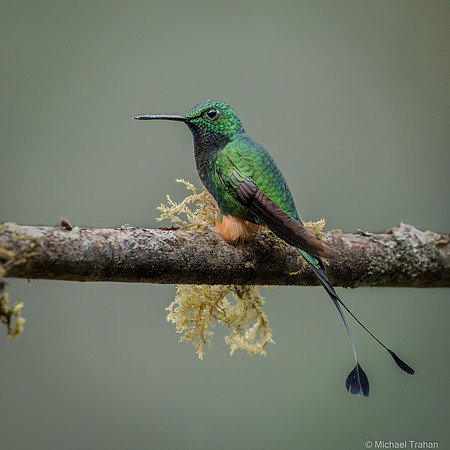 Booted Racket-tail