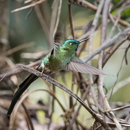 20250315-_DSC9102