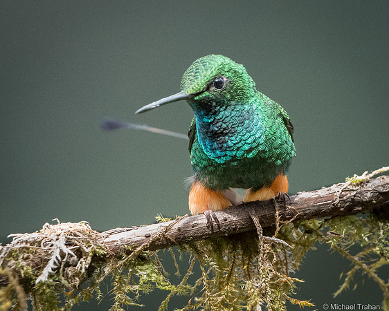 Booted Racket-tail