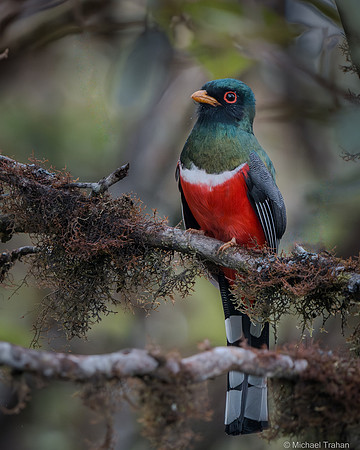 Masked Trogon