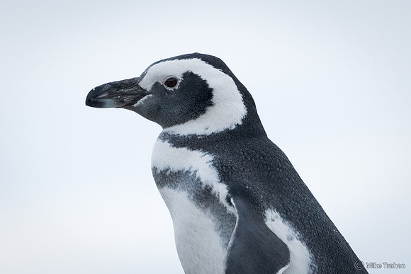 Magellanic Penguin