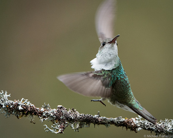 White-bellied Hummingbird