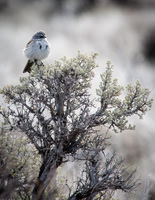 Sage Sparrow on Sage