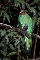 Golden-headed Quetzal