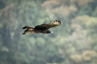 Solitary Eagle
