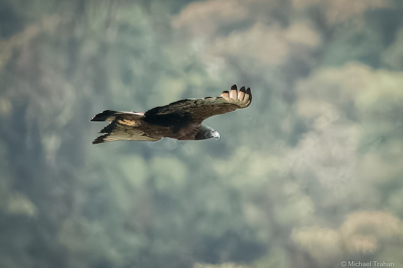 Solitary Eagle