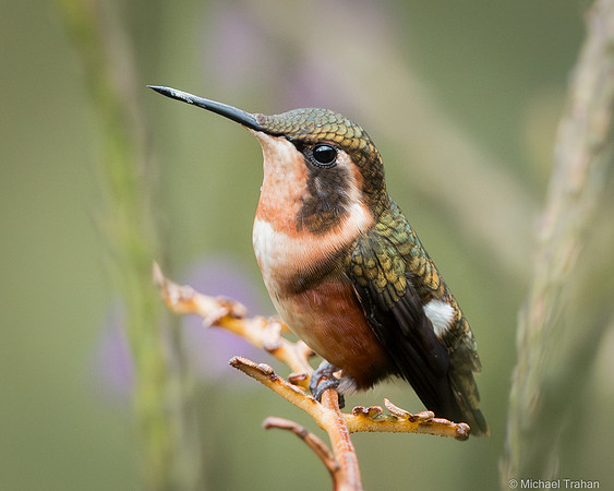 Whte-bellied Woodstar